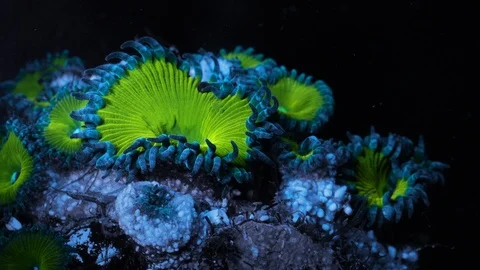Coral Polyp Opening Macro Timelapse HD Vidéo 102742111