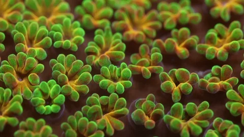 Coral Polyp Opening Timelapse HD Vidéo 102694422