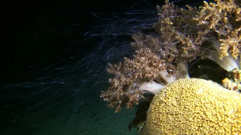 Coral polyps floating in the water extending and retracting Stock Footage 112471712