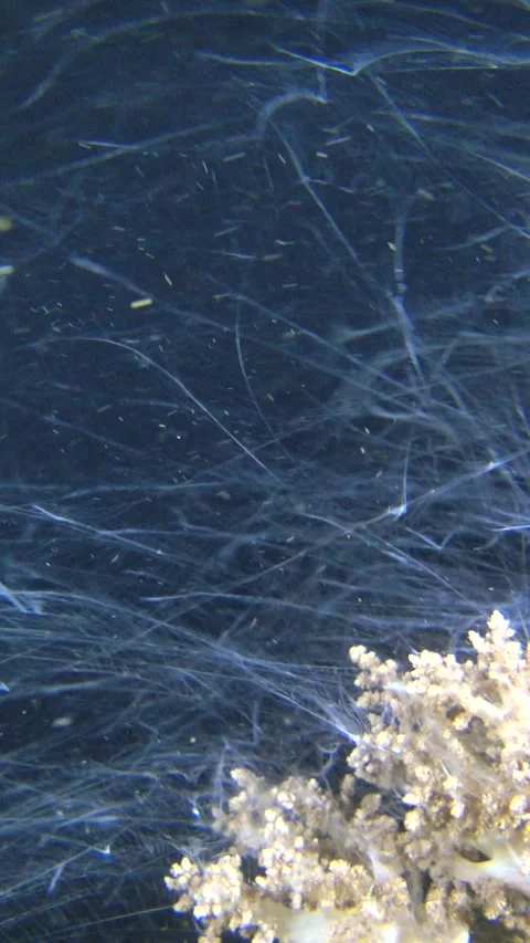 Coral polyps floating in the water extending and retracting Video stock 227817428
