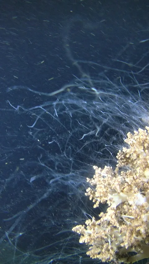 Coral polyps floating in the water extending and retracting Stock Footage 228832808