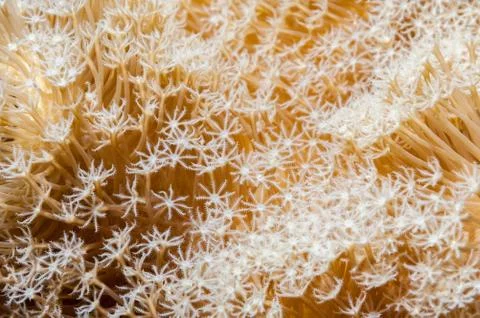 Coral polyps pattern Stock Photos
