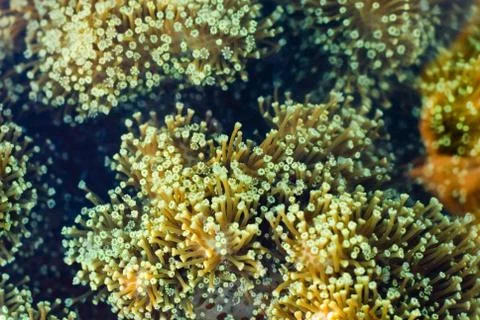 Coral polyps Stock Photos