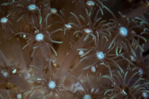 Coral Polyps Stock Photos