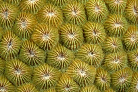 Coral Polyps Stock Photos