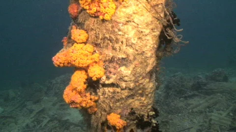 Coral on Pylon Stock Footage 349118