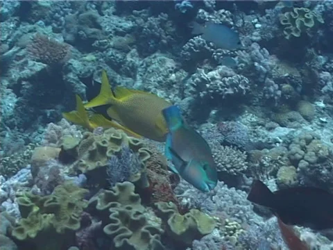 Coral rabbitfish feeding, Siganus corallinus, UP1868 Stock Footage