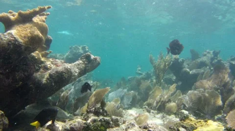 Coral Reef 10 Stock Footage 7755155
