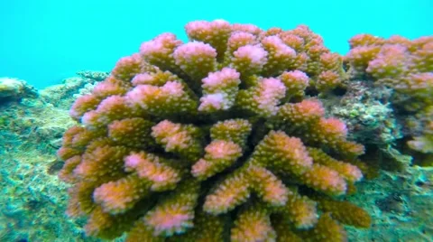 Coral Reef 2 Stock Footage 64098638