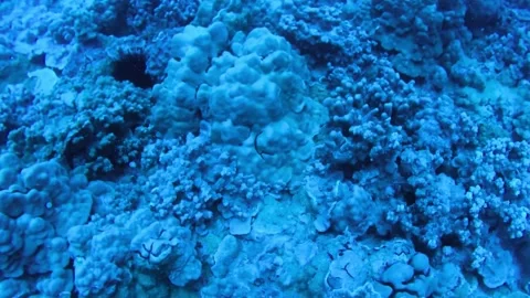 Coral Reef 2 Stock Footage 305731579