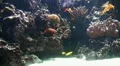 Coral Reef 20110925-124609 HD Footage