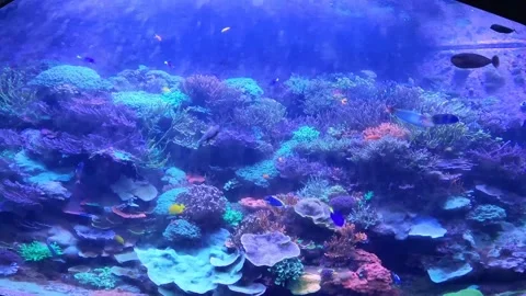 Coral Reef 3 Stock Footage 162871722