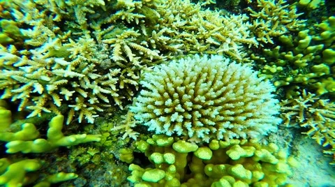 Coral Reef 4 - shark view Stock Footage 64098683