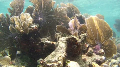 Coral Reef 8 Stock Footage 7755083