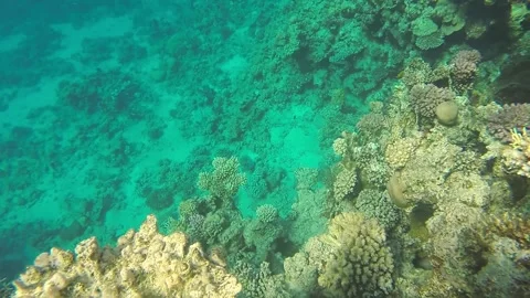 Coral reef alive close to the surface of the water in the sun glare next to the  库存影片 237269565