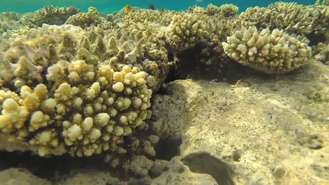 The coral reef is alive close to the surface of the water in the sunlight, color Stock Footage 240430033