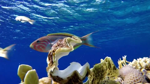 Coral reef and beautiful fish. Underwater life in the ocean. Vidéo 70061251