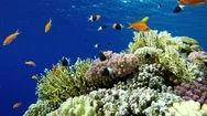 Coral Reef And Beautiful Fish. Underwater Life In The Ocean. Stock Footage