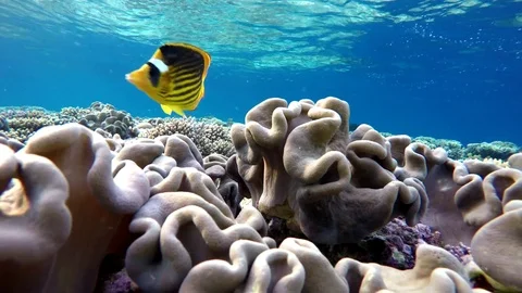 Coral reef and beautiful fish.  Underwater life in the ocean. Vidéo 73147132