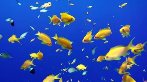 Coral reef and beautiful fish. Underwater life in the ocean. Stock Footage