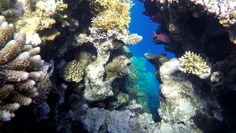 Coral reef and beautiful fish. Underwater life in the ocean. Stock Footage