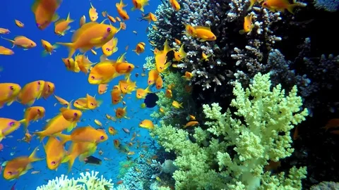 Coral reef and beautiful fish.  Underwater life in the ocean. Stock Footage