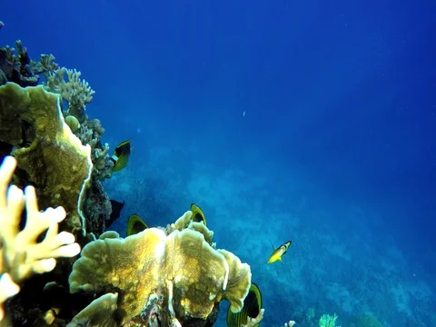 Coral reef and beautiful fish. Underwater life in the ocean. Stock Footage