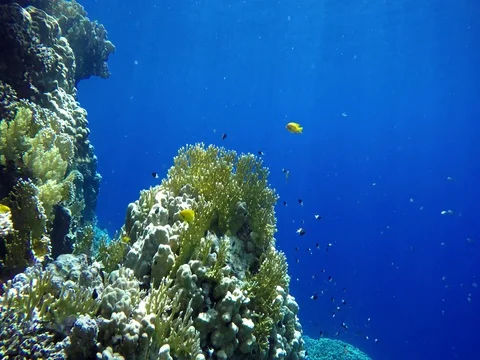 Coral reef and beautiful fish. Underwater life in the ocean. Stock Footage