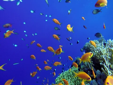 Coral reef and beautiful fish. Underwater life in the ocean. Stock Footage
