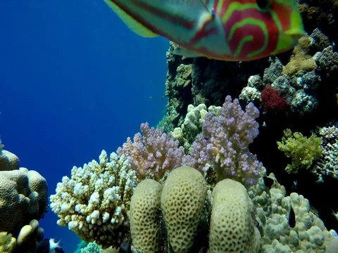 Coral reef and beautiful fish. Underwater life in the ocean. Stock Footage 80772402