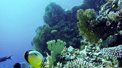 Coral reef and beautiful fish. Underwater life in the ocean. Stock Footage 82990953