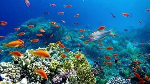 Coral reef and beautiful fish.  Underwater life in the ocean. Stock Footage