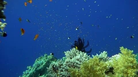 Coral reef and beautiful fish.  Underwater life in the ocean. Stock Footage 116340053