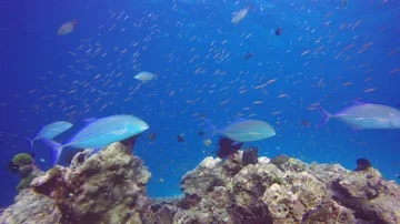 Coral reef and fish in ocean 動画素材 85709702