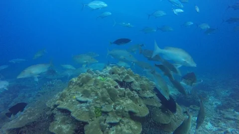 Coral reef and fish in ocean Stockbeeldmateriaal 102707002
