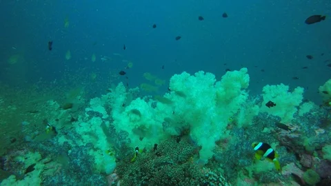 Coral reef and fish in ocean Vidéo 105222916