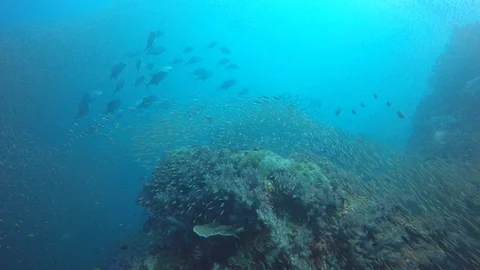 Coral reef and fish in ocean Vídeo Stock 105223398