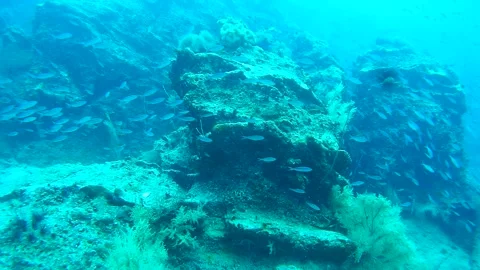 Coral reef and fish in the sea, Thailand Stock Footage 246579853