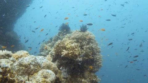 Coral reef and groups of fish Stock Footage 79085186