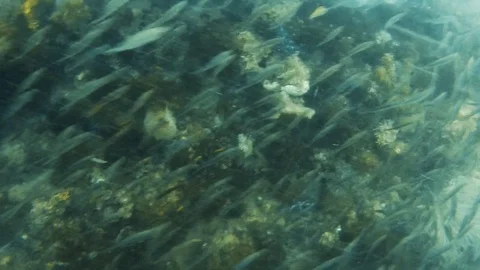Coral reef and groups of fish Stock Footage 79716202