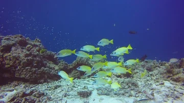 Coral reef and Snapper fish in ocean Stock Footage 85699250
