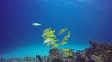 Coral reef and Snapper fish in ocean Stock Footage 85699474