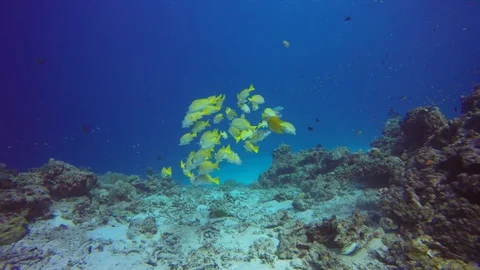 Coral reef and snapper fish in ocean Stock-Footage 85699547