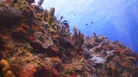 Coral reef and surface Видео 5072202