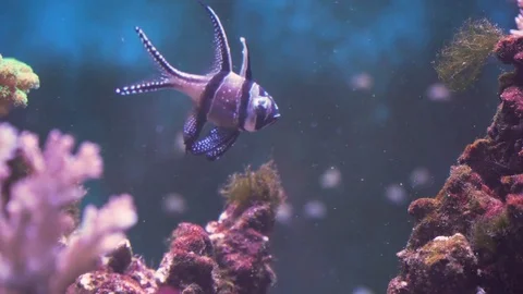 Coral reef and tropical fish. Stock Footage