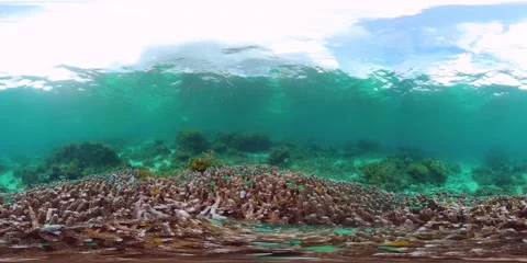 Coral reef and tropical fish underwater 360VR. Panglao, Philippines Stock Footage 133617448