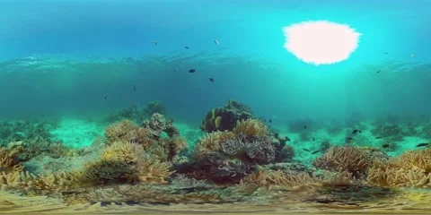 Coral reef and tropical fish underwater. Philippines. 360-Degree view. Stock Footage 166324886