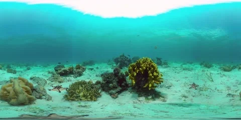 Coral reef and tropical fish underwater. Philippines. 360-Degree view. Stock Footage 166325044