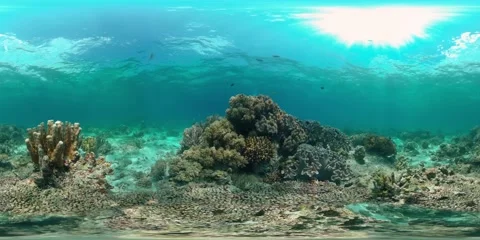 Coral reef and tropical fish underwater. Philippines. 360-Degree view. Stock Footage 166325201