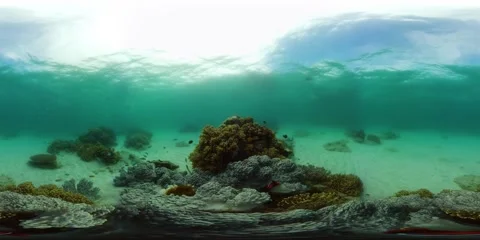 Coral reef and tropical fish underwater. Philippines. 360-Degree view. Stock Footage 168469737